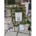 Στολισμός βάπτισης safari